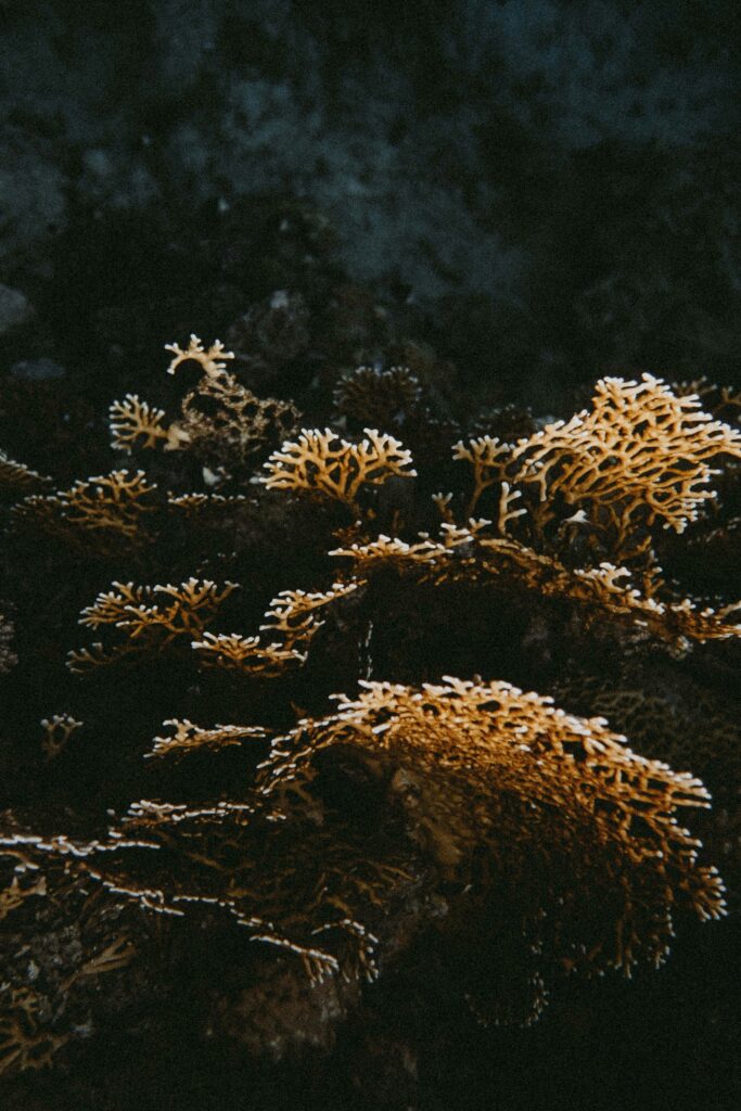 Coral Reefs in California: Surprising Underwater Treasures Along the Coast