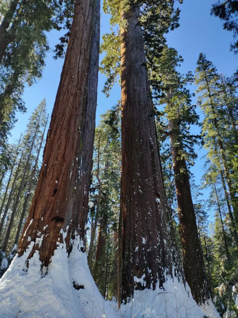 Snow Weather Forecast California 2024: Winter Wonderland Coming Soon!