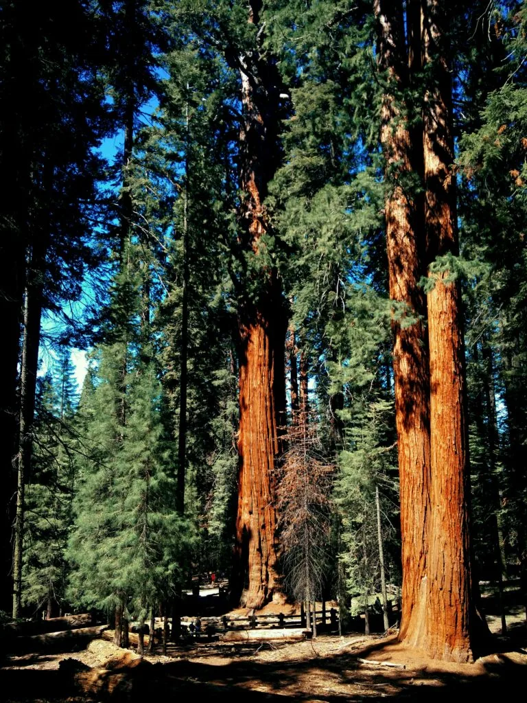 Amazing Places to See Redwoods in California: Towering Giants Await