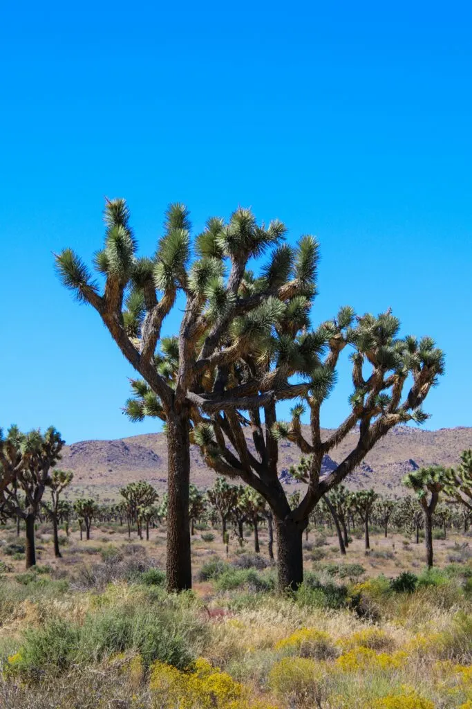 Visiting the Largest Lake in California: A Scenic Adventure at Salton Sea