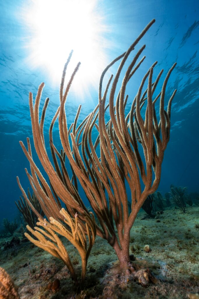 Coral Reefs in California: Surprising Underwater Treasures Along the Coast