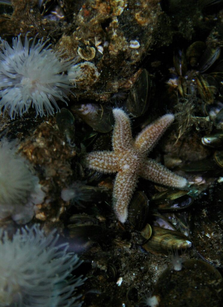 Coral Reefs in California: Surprising Underwater Treasures Along the Coast