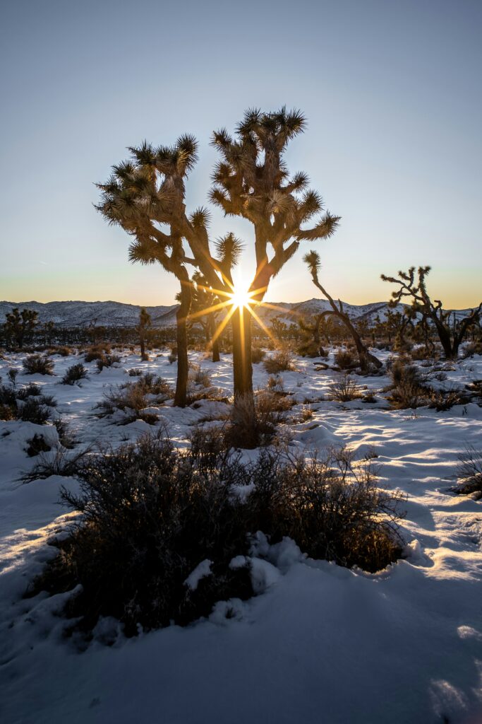 National Parks in California Ranked Best to Worst: Your Ultimate Golden State Adventure Guide