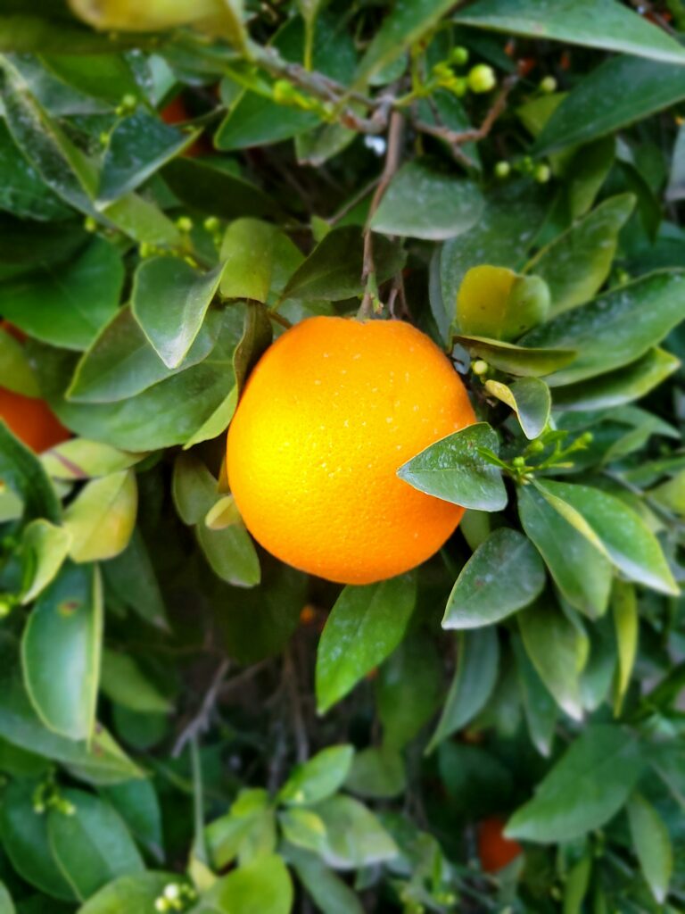 Orange Season California: A Sunny Delight for Fruit Lovers