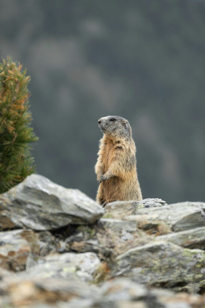 Tallest Mountain in California: Reaching New Heights at Mount Whitney