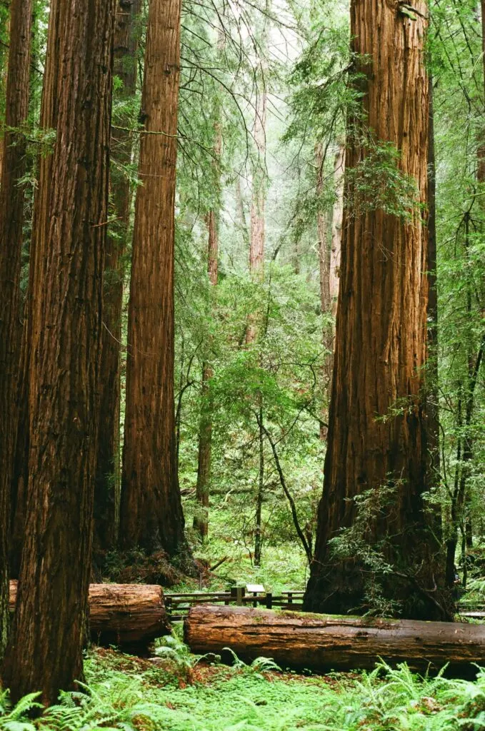 Amazing Places to See Redwoods in California: Towering Giants Await