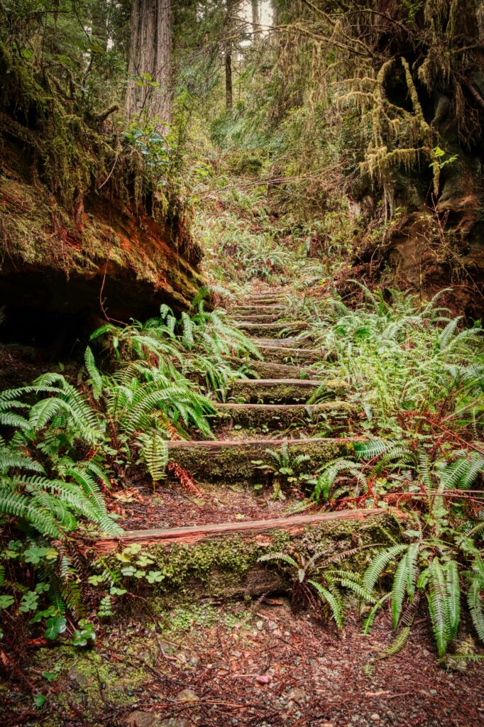 Amazing Places to See Redwoods in California: Towering Giants Await