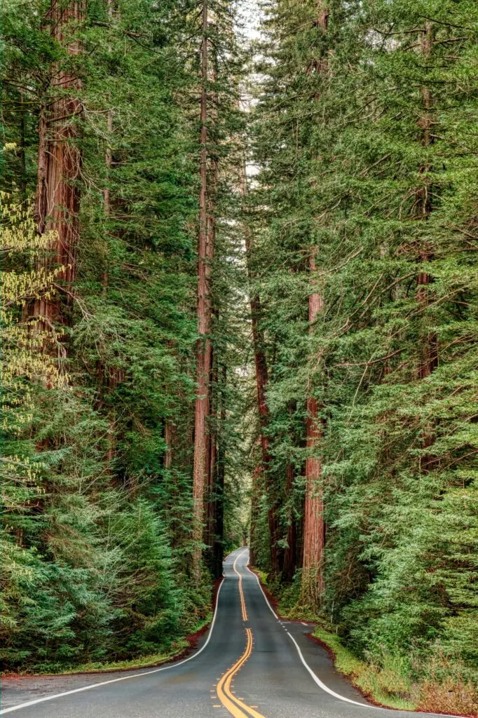 Amazing Places to See Redwoods in California: Towering Giants Await