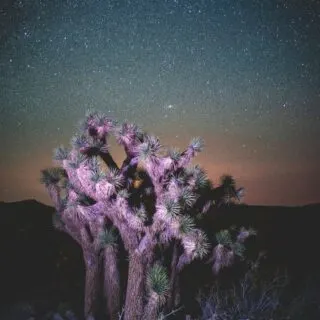 Camping in the Mojave Desert: A Stargazer's Paradise Under Clear Skies