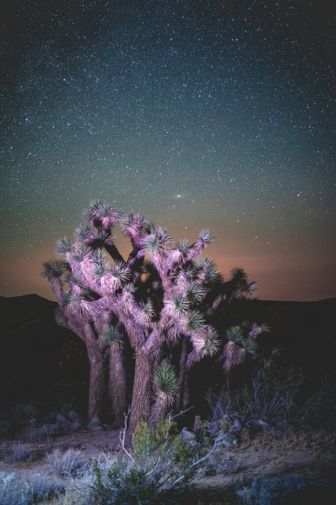 Camping in the Mojave Desert: A Stargazer's Paradise Under Clear Skies