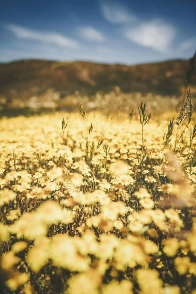 BLM Land Map California: Your Guide to Exploring Public Lands