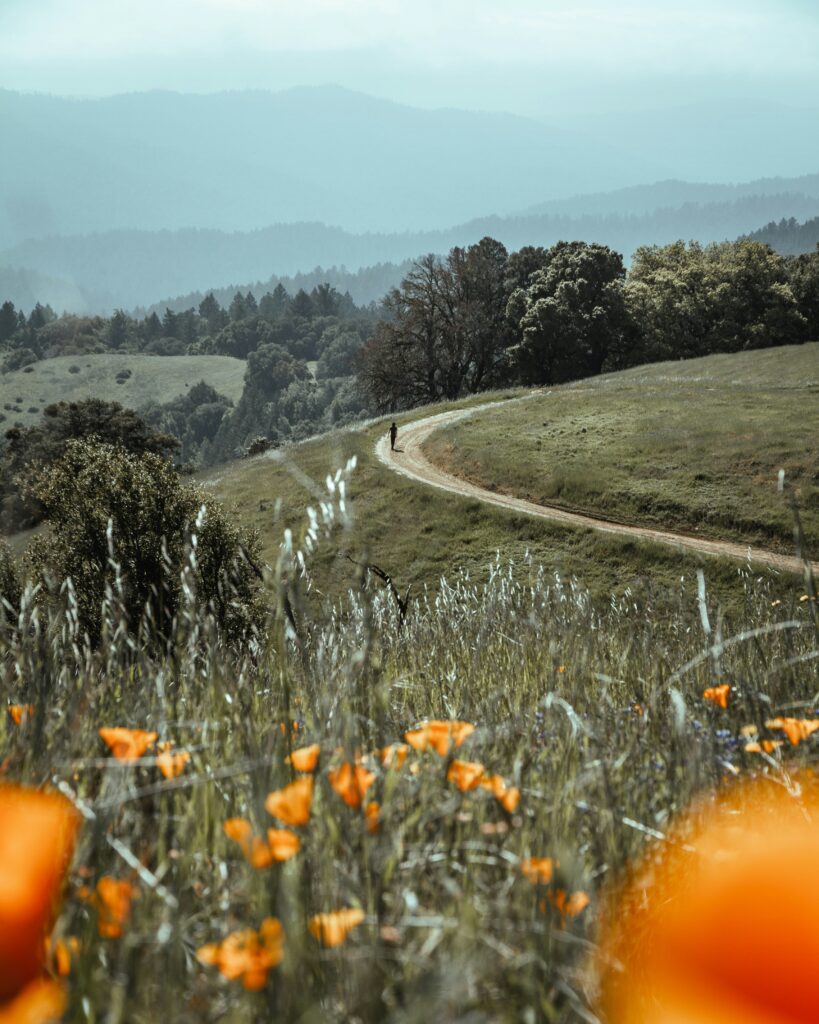 Fun Facts of the California State Flower: Golden Poppies Through History