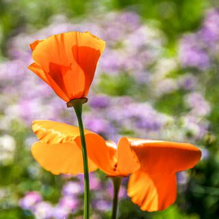 Fun Facts of the California State Flower: Golden Poppies Through History