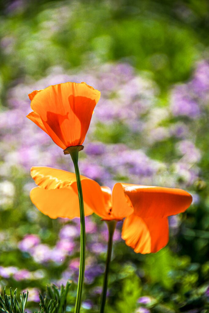 Fun Facts of the California State Flower: Golden Poppies Through History