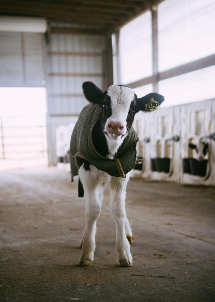 California Mid-Winter Fair 2025: Celebrating Imperial Valley's Agricultural Heritage This Weekend