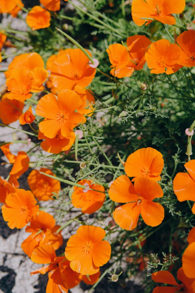 Fun Facts of the California State Flower: Golden Poppies Through History