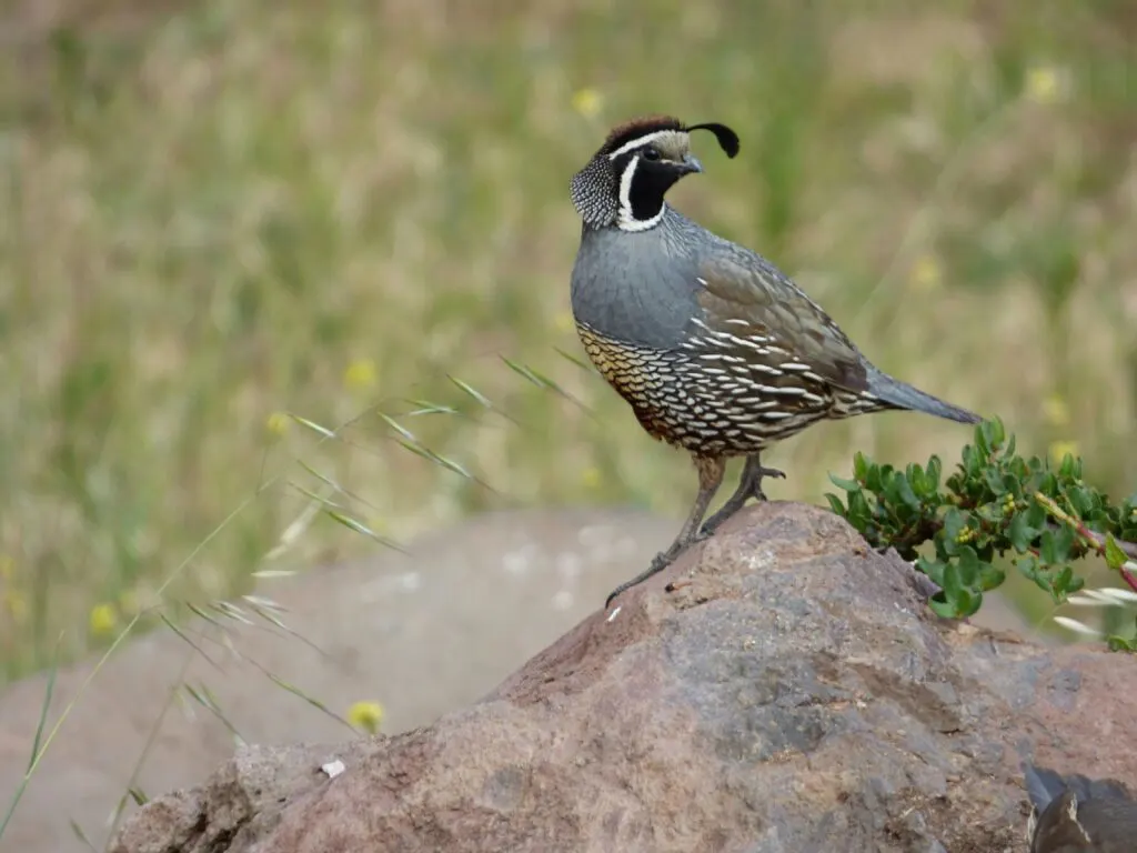 Fun Facts of the California State Bird: Surprising Insights about the California Quail