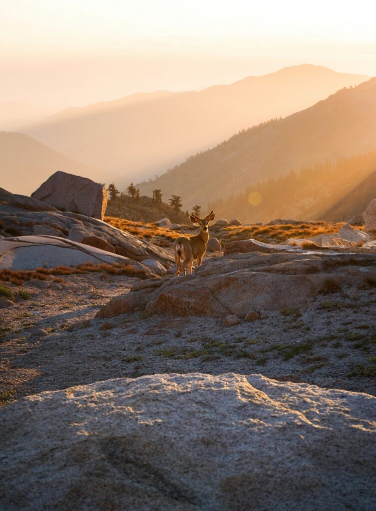 Lake Success California: Hidden Gem of the Sierra Nevada Foothills