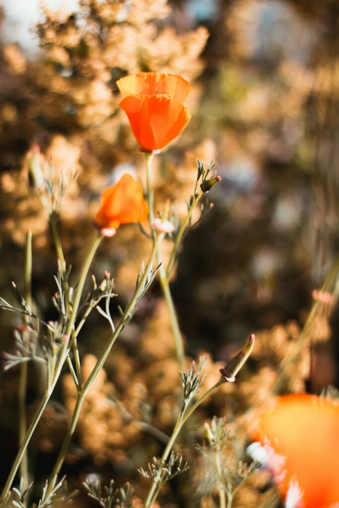 Fun Facts of the California State Flower: Golden Poppies Through History