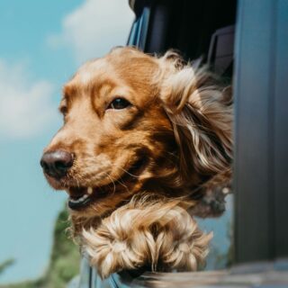 Tips for Traveling with Your Pet in California: Essential Guide for Safe and Fun Adventures