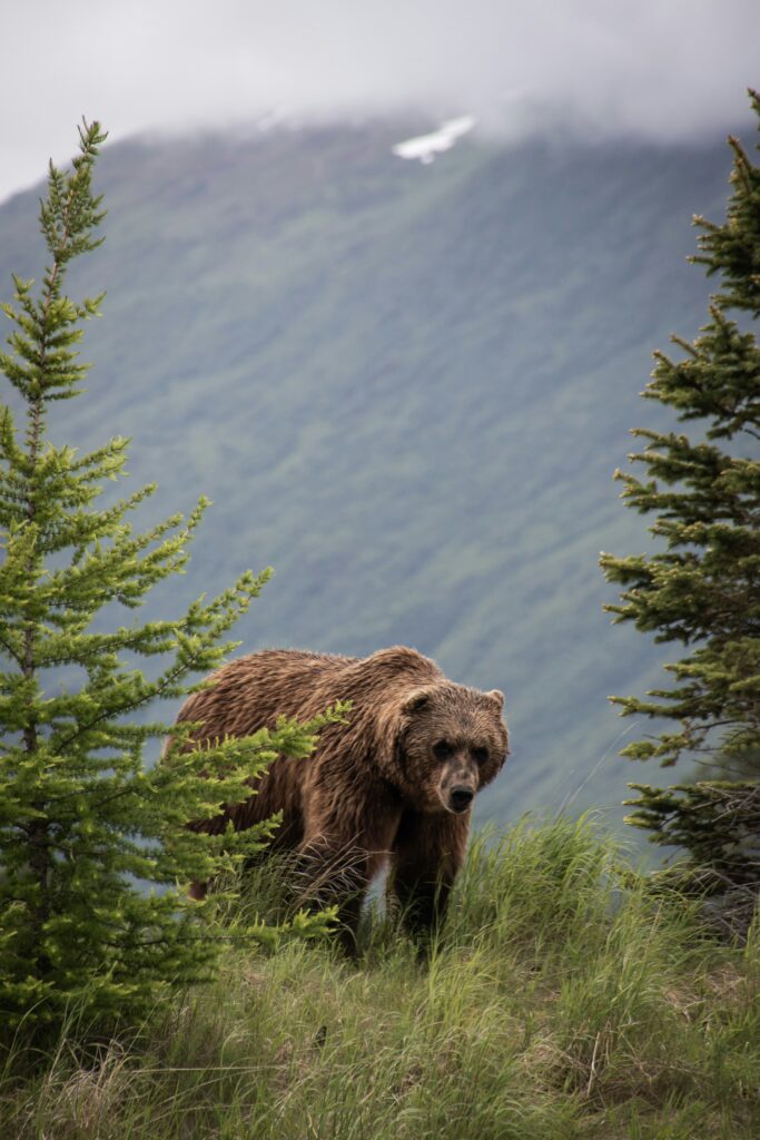 Facts About the California Flag: Origins and Symbolism of the Bear Republic Banner