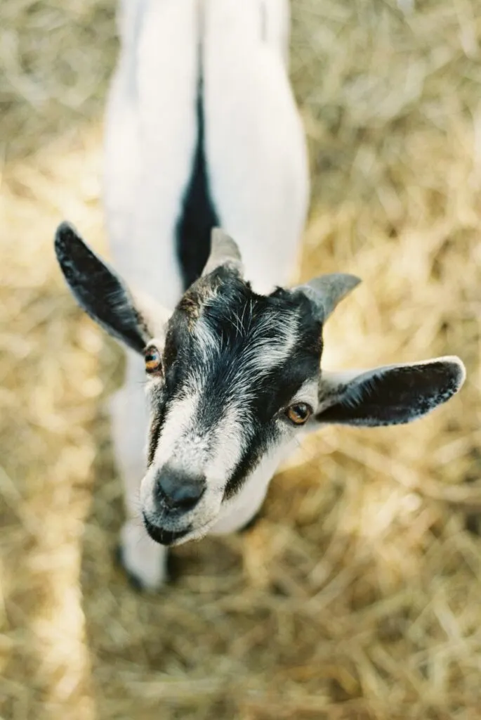 Guide to the 2025 Riverside County Fair: Dates, Events, and Essential Information