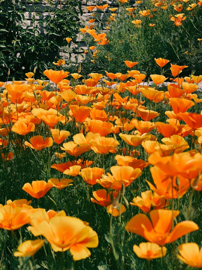 Fun Facts of the California State Flower: Golden Poppies Through History