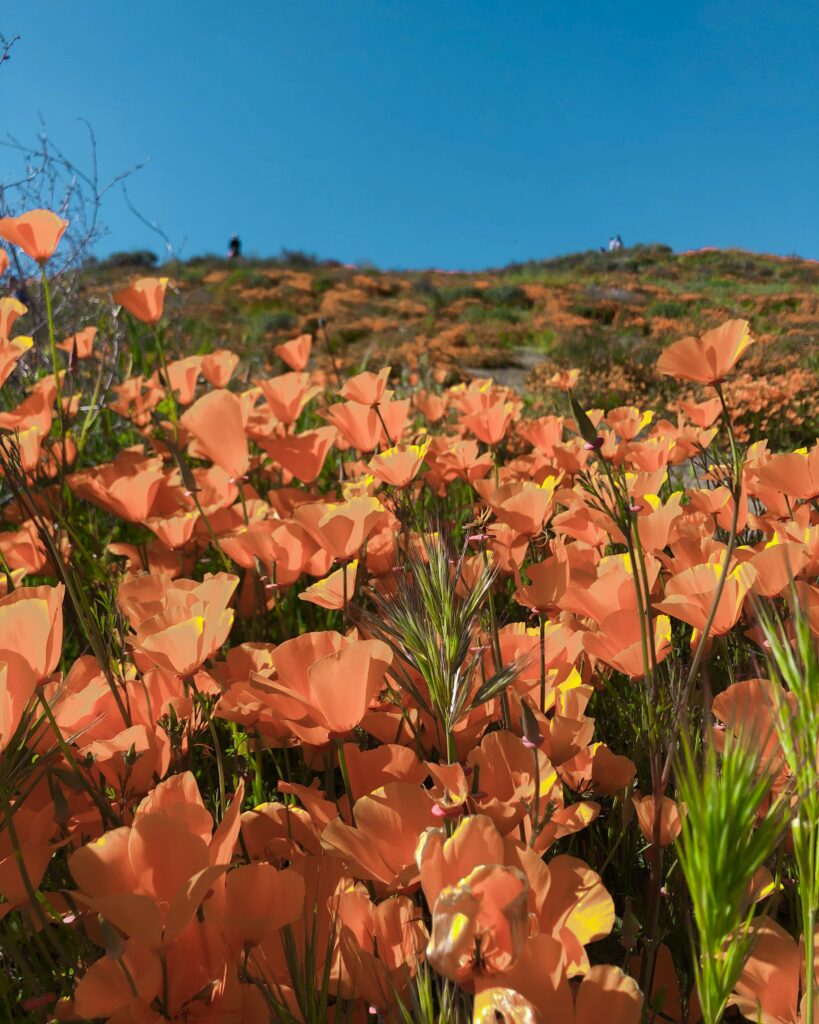 Fun Facts of the California State Flower: Golden Poppies Through History