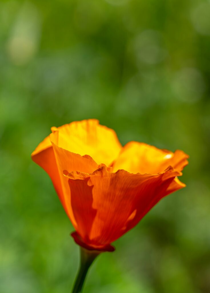 Fun Facts of the California State Flower: Golden Poppies Through History