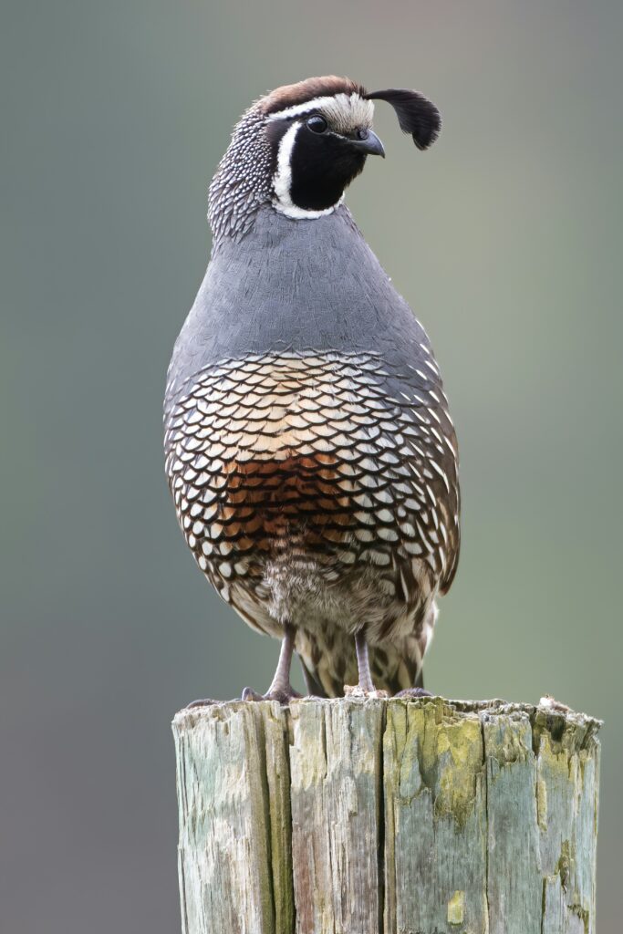 Fun Facts of the California State Bird: Surprising Insights about the California Quail