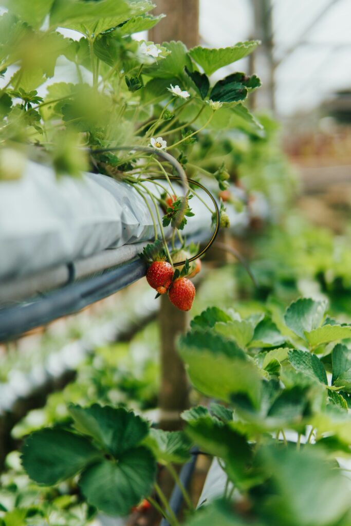 California Strawberry Festival 2025: Dates, Activities, and What to Expect This Spring