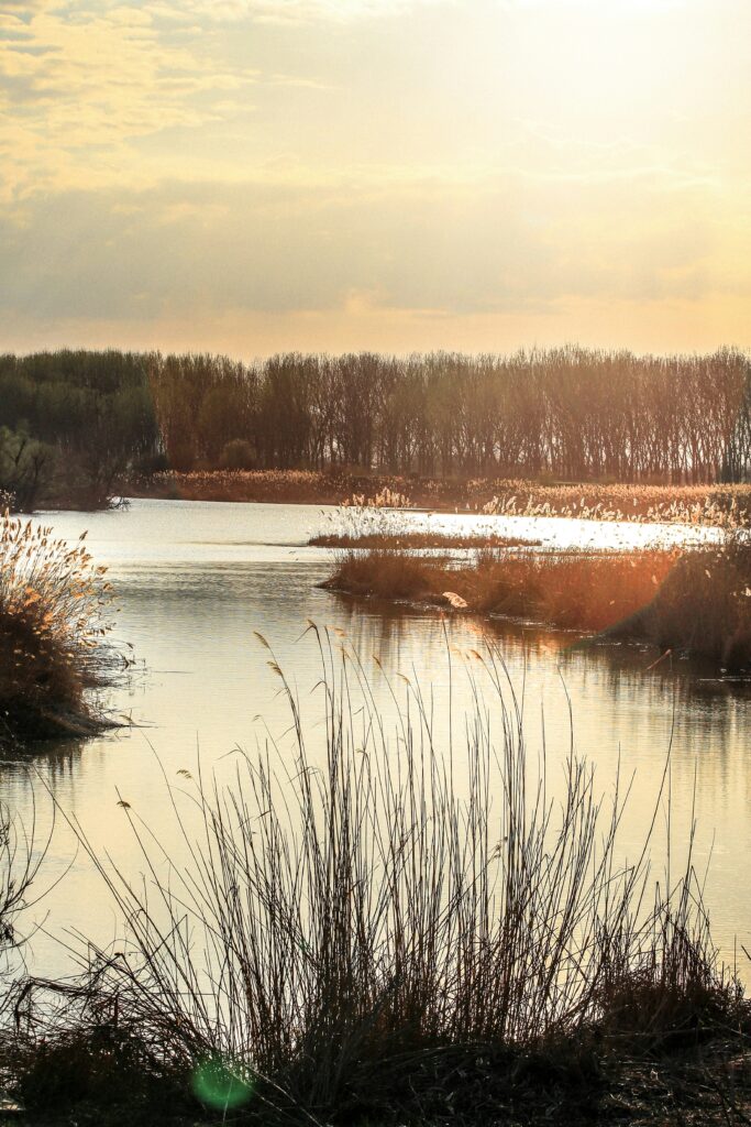 Lake Success California: Hidden Gem of the Sierra Nevada Foothills