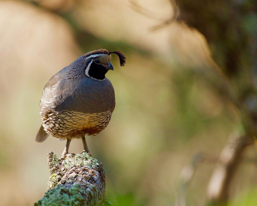 Fun Facts of the California State Bird: Surprising Insights about the California Quail