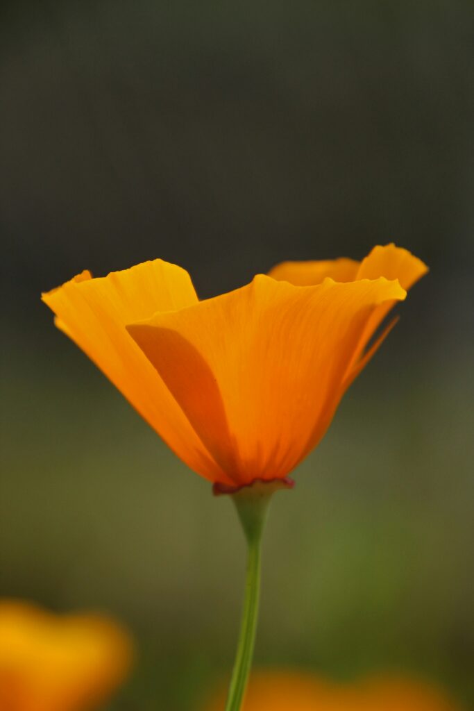 Fun Facts of the California State Flower: Golden Poppies Through History