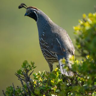 Fun Facts of the California State Bird: Surprising Insights about the California Quail