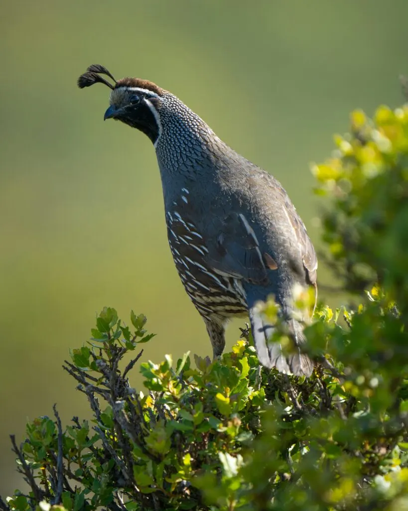 Fun Facts of the California State Bird: Surprising Insights about the California Quail