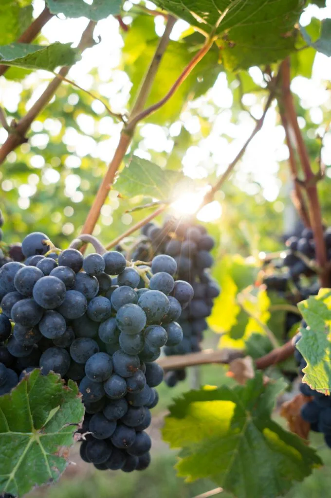 Ojai Wine Festival 2025: Sip, Savor, and Celebrate the Weekend 8 Ojai Wine Festival 2025: Sip, Savor, and Celebrate the Weekend