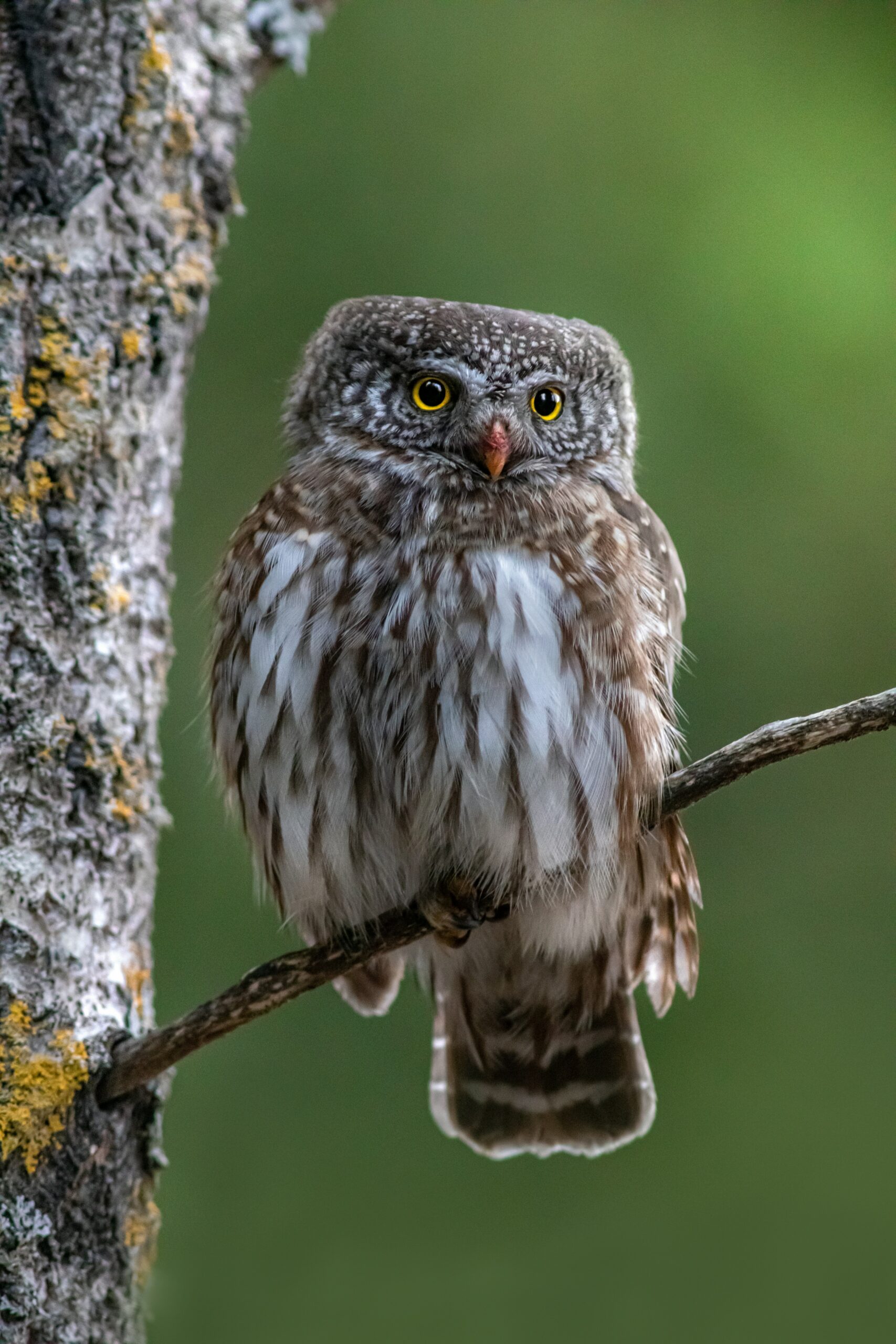 Top Places to Go Bird Watching in California: 8 Prime Locations for Avian Enthusiasts