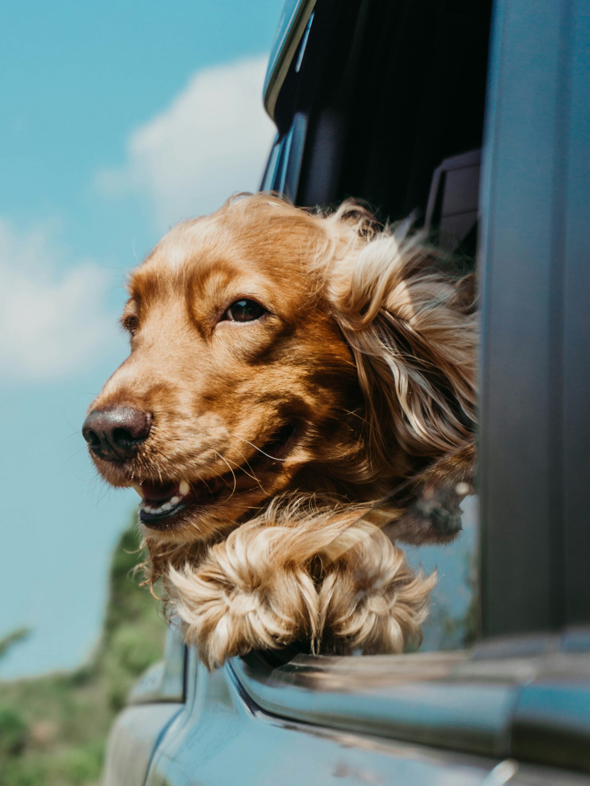 Best Tips for a Dog-Friendly California Road Trip: Paws, Beaches, and Adventure