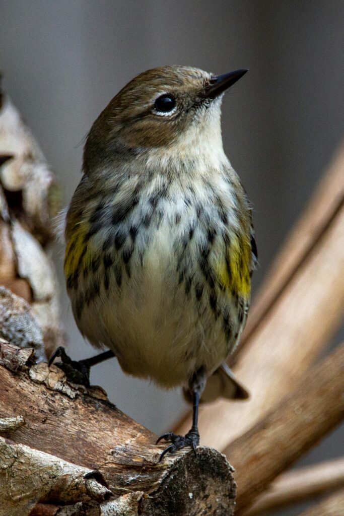 Bird Watching in California: Expert Guide to Identification and Top Locations