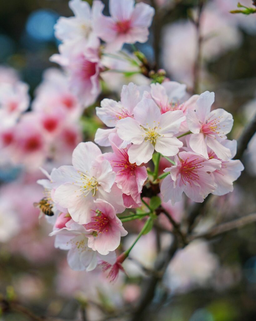 Cherry Blossom Festival San Francisco 2025: Dates, Events, and Essential Visitor Information