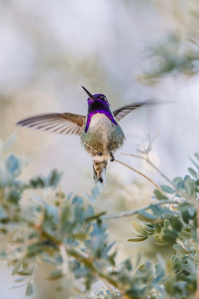 Bird Watching in California: Expert Guide to Identification and Top Locations