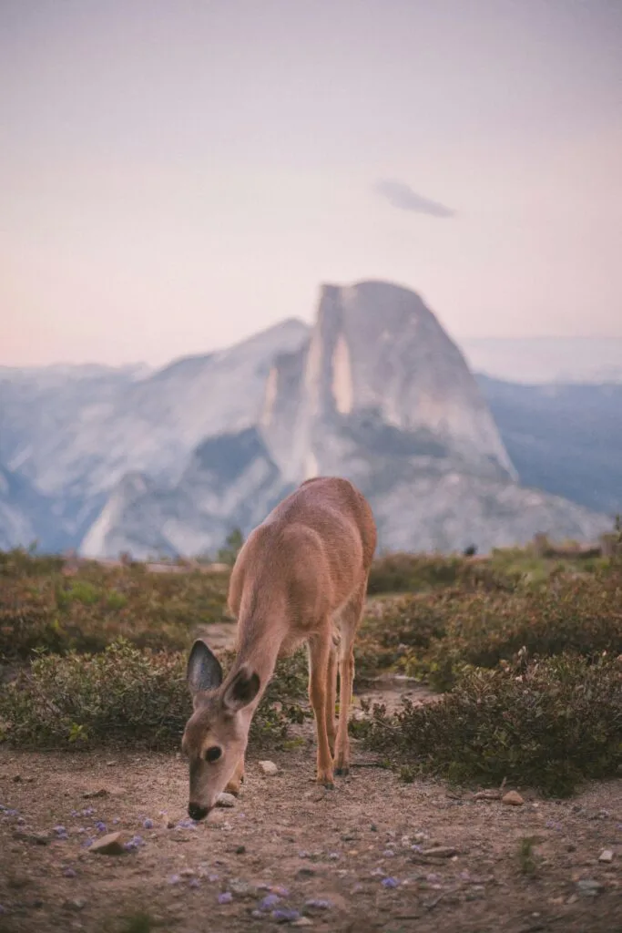 Yosemite National Park Opens New Campsites for Summer Reservations 2025: Opening Dates and Booking Information 7 Yosemite National Park Opens New Campsites for Summer Reservations 2025: Opening Dates and Booking Information