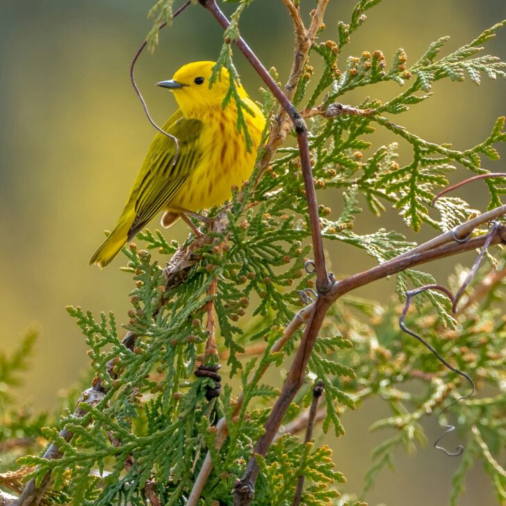 Bird Watching in California: Expert Guide to Identification and Top Locations