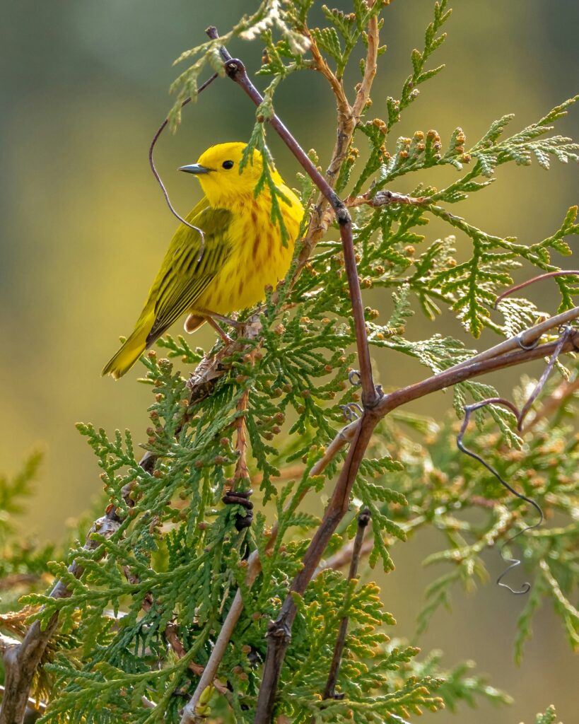 Bird Watching in California: Expert Guide to Identification and Top Locations