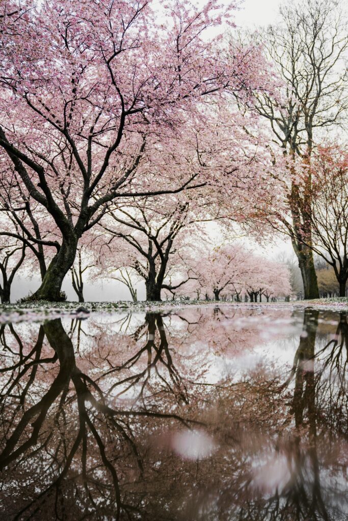 Cherry Blossom Festival San Francisco 2025: Dates, Events, and Essential Visitor Information