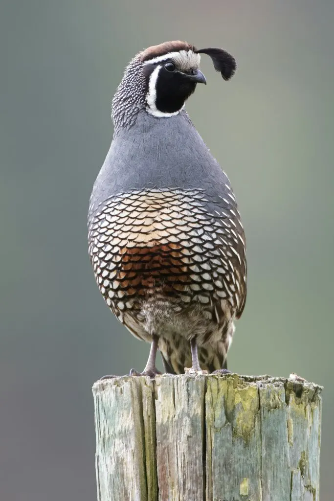 Bird Watching in California: Expert Guide to Identification and Top Locations 8 Bird Watching in California: Expert Guide to Identification and Top Locations