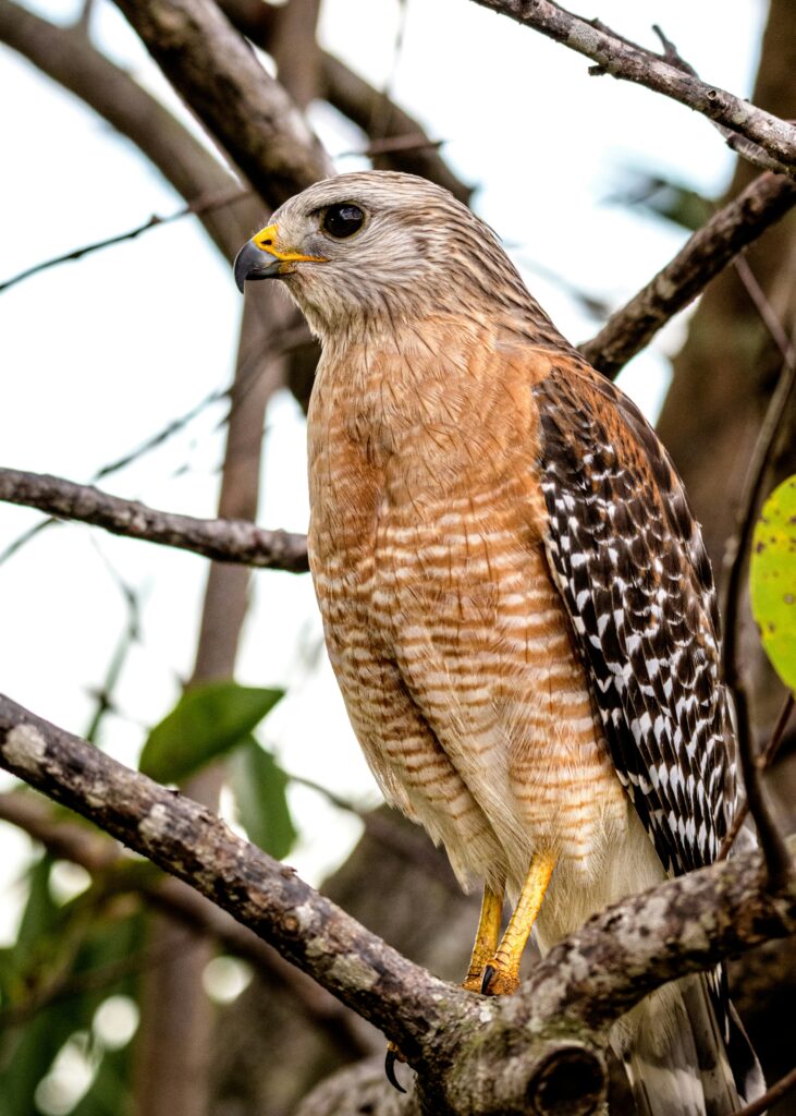 Bird Watching in California: Expert Guide to Identification and Top Locations