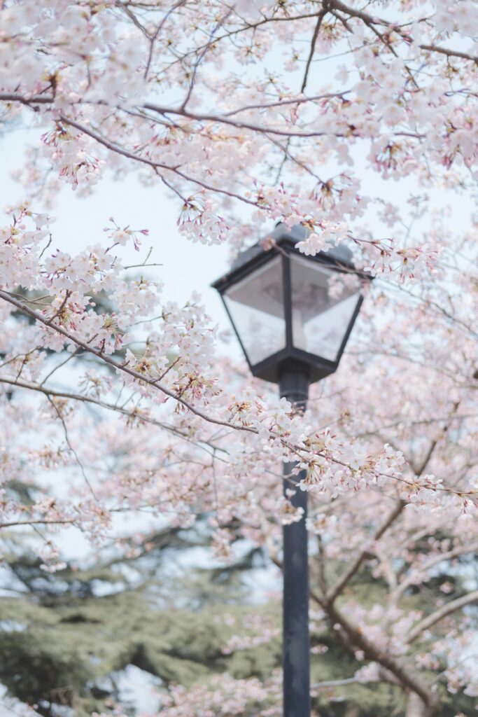 Cherry Blossom Festival San Francisco 2025: Dates, Events, and Essential Visitor Information