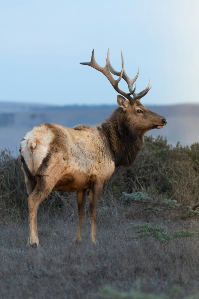 Best Hunting Lands in California: Top Locations for Your Spring Hunting Expedition